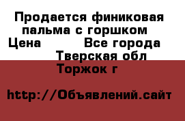 Продается финиковая пальма с горшком › Цена ­ 600 - Все города  »    . Тверская обл.,Торжок г.